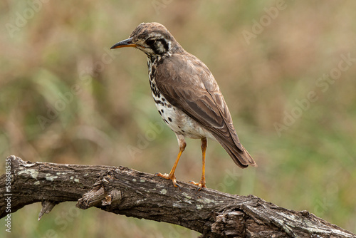 Merle litsitsirupa, Grive litsitsirupa,.Turdus litsitsirupa, Groundscraper Thrush