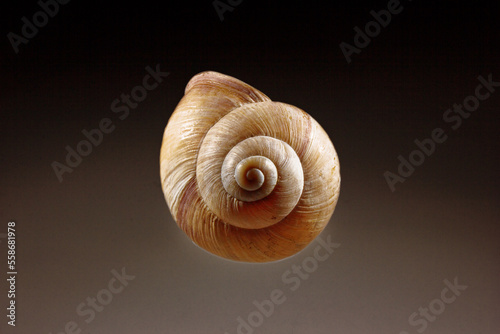 lovely case of a snail shell, helix pomatia