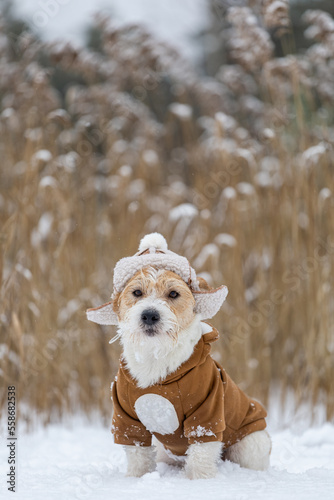 Jack Russell Terrier in a hat with earflaps and a brown jacket sits in a thicket of reeds in winter. Snowing. Blur for inscription