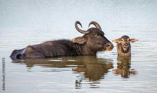 Asian water buffalo (Bubalus bubalis migona) in the water with a calf in the Yala National Park. Sri Lanka.