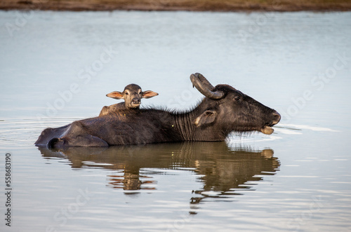 Asian water buffalo (Bubalus bubalis migona) in the water with a calf in the Yala National Park. Sri Lanka. © gudkovandrey