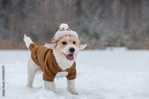 Dog Jack Russell Terrier in a hat with earflaps and a brown jacket stands in the forest. Snowing. Blur for inscription