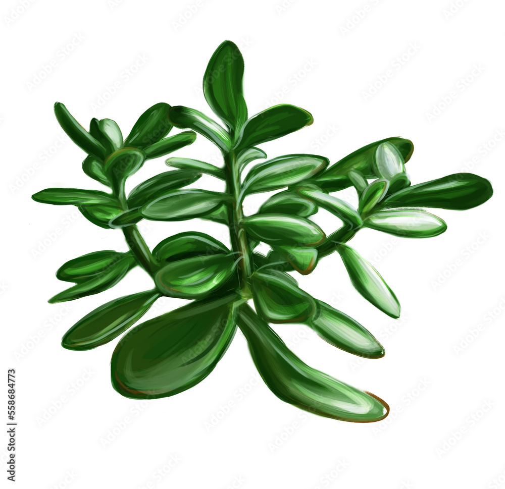 Digital painting of Crassula. Money tree.