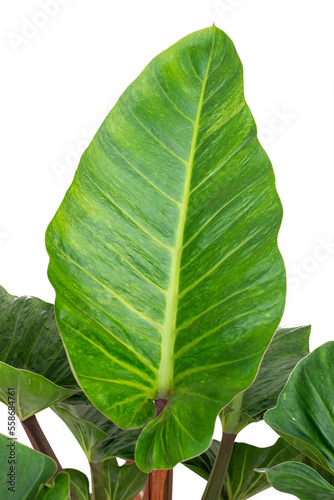 Philodendron  Philodendron sp. Ruaysap  is subgenera within genus Philodendron. Ornamental green leaf plants for decoration with copy space  tropical garden  houseplant isolated on white background