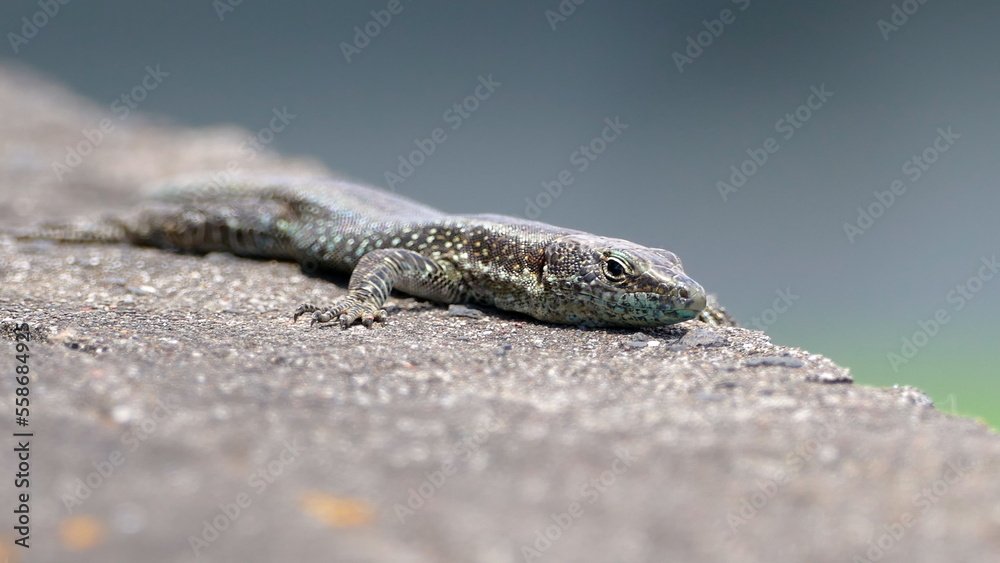 Lizard on wall Lizard on wall