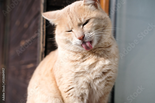 Fototapeta Naklejka Na Ścianę i Meble -  A domestic red cat licks its fur with its tongue, sitting in the sun.