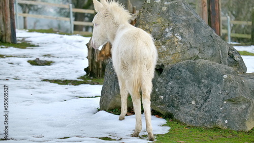 Young donkey foal in winter from behind © Manuel