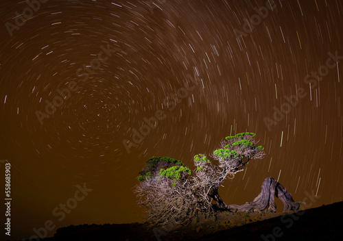 Circumpolar constelaciones:
Phoenicean Juniper en el  area El Hierro Sabinar in Sabinosa, Islas Canarias, España una noche estrellada photo