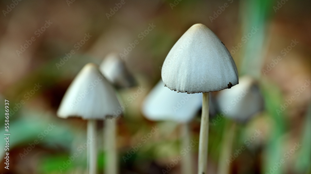 White mushroom White mushroom