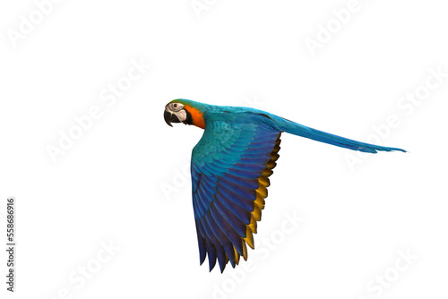 Colorful Macaw parrot flying isolated on transparent background png file 
