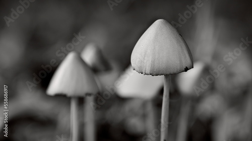 White mushroom black and white