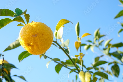 fruits of Yuzu against blue sky