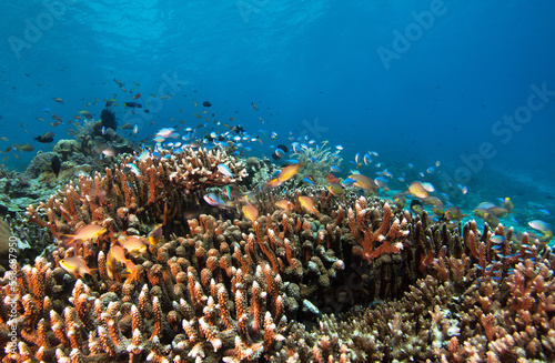 Photo of coral colony. Fishes and hard corals. 