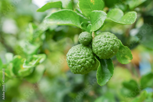 Kaffir lime fruit on the tree