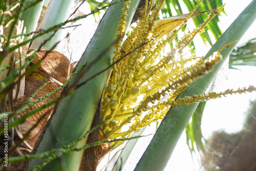Young coconut on the palm tree, Coconut flower on plant freshness brunch