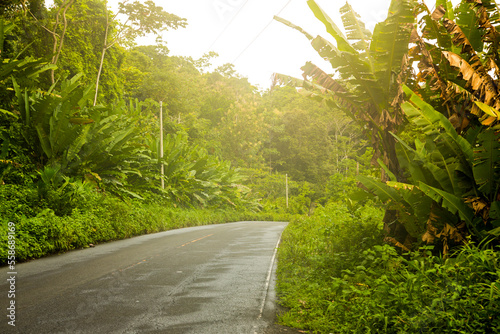 road through the jungle photo