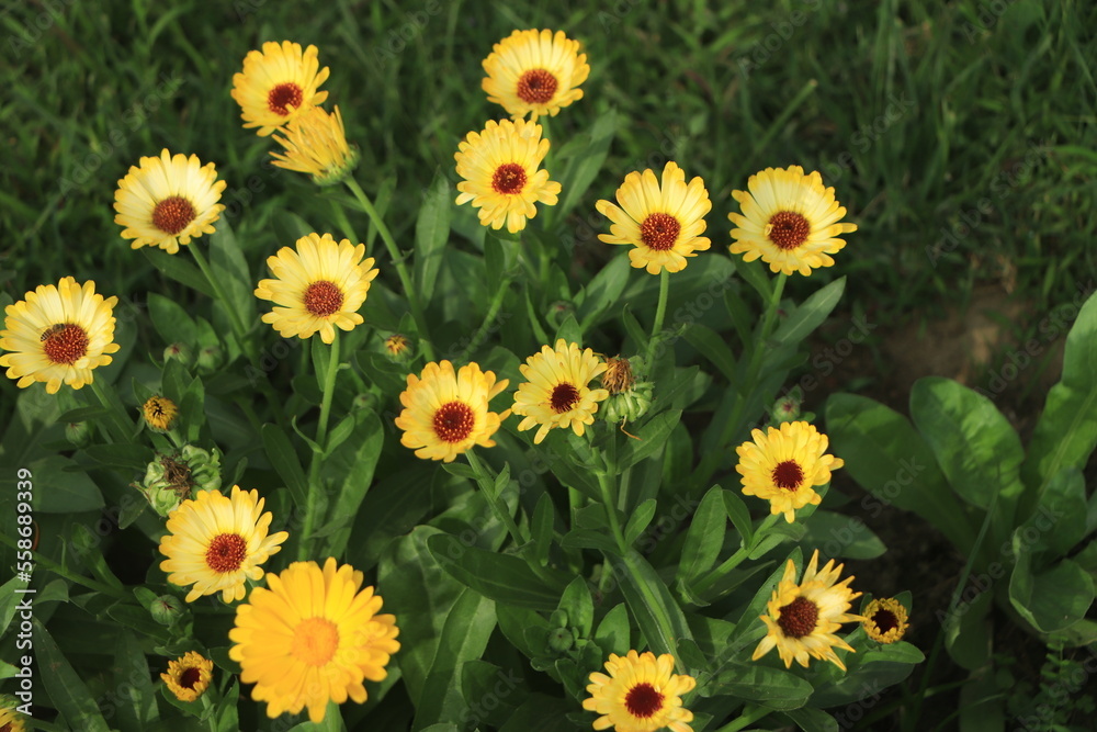 Fototapeta premium Bright flowers of calendula (Calendula officinalis), growing in the garden in a snny day.