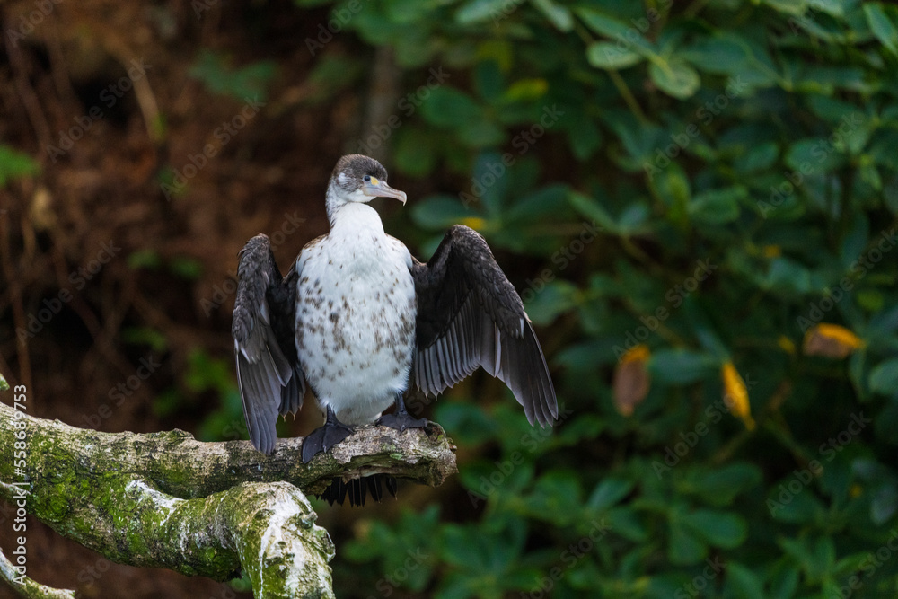 Pied Shag (Phalacrocorax varius) Pied Shag (Phalacrocorax varius)