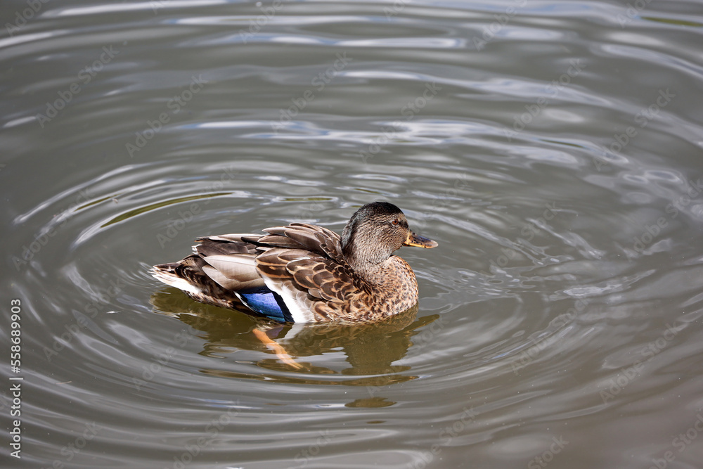 Mallard duck swimming in water. Female wild duck on a lake Mallard duck swimming in water. Female wild duck on a lake