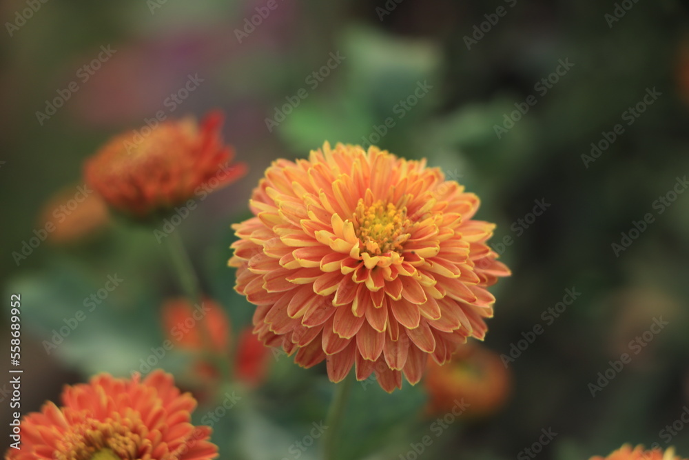 Red yellow chrysanthemums flower in garden Red yellow chrysanthemums flower in garden