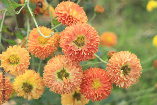 Flowering Red orange chrysanthemums in autumn garden.