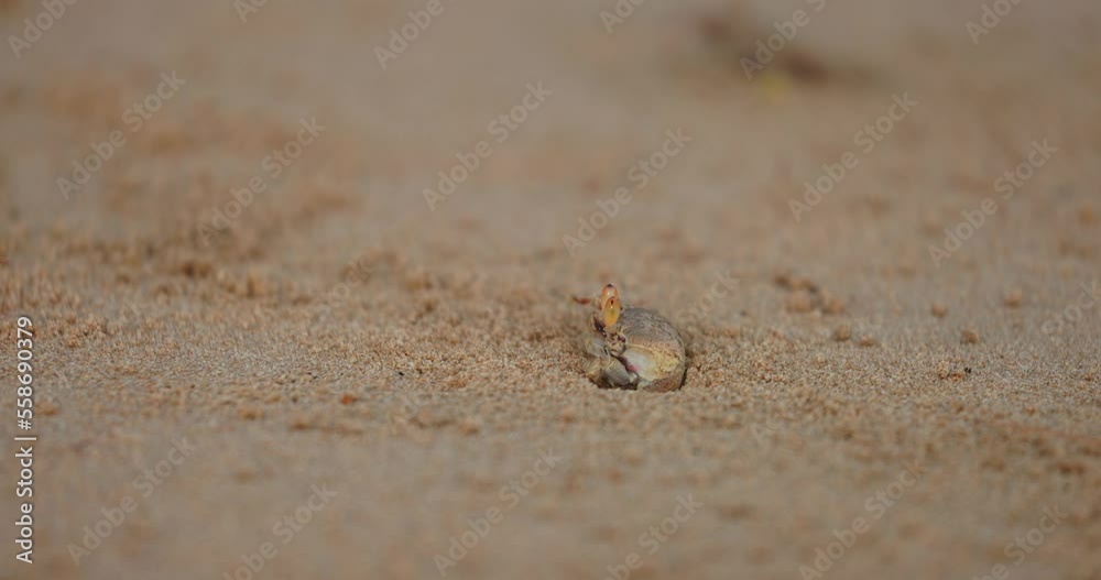 Sand crabs on the sand beach with dark rocks in Phu Quoc Island, Vietnam Sand crabs on the sand beach with dark rocks in Phu Quoc Island, Vietnam