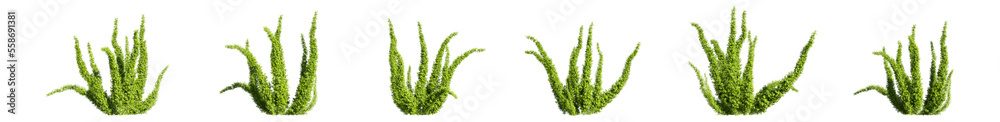 Set of foxtail ferns, transparent background, for digital composition