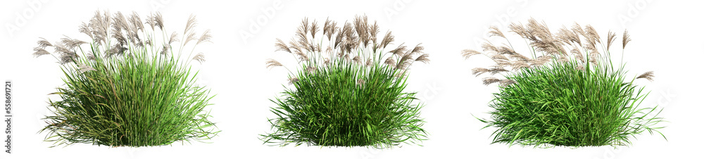 set of grass and bush with alpha mask, 3d rendering, for digital composition and architecture visualization - obrazy, fototapety, plakaty 