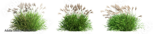 Foto set of grass and bush with alpha mask, 3d rendering, for digital composition and