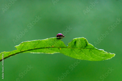 Marienkäfer auf einem Blatt © Babschnae