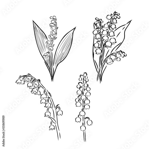 Lily of the valley flower drawing illustration. Black and white with line art on white backgrounds