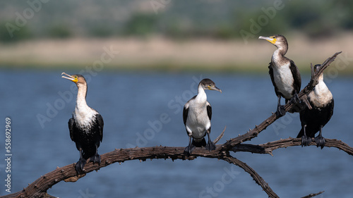 Phalacrocorax lucidus - White-breasted Cormorant - Cormoran à poitrine blanche