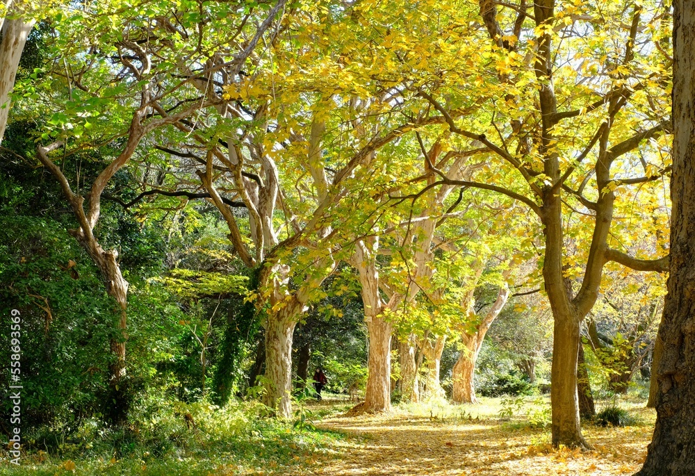 The ground where fallen leaves are piled up The ground where fallen leaves are piled up