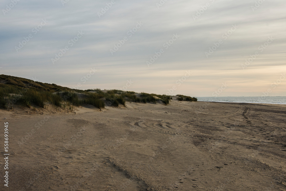 dunes of the island Goeree Overflakkee at the sandy Northsea beach covered with beach grass at sunset in autumn