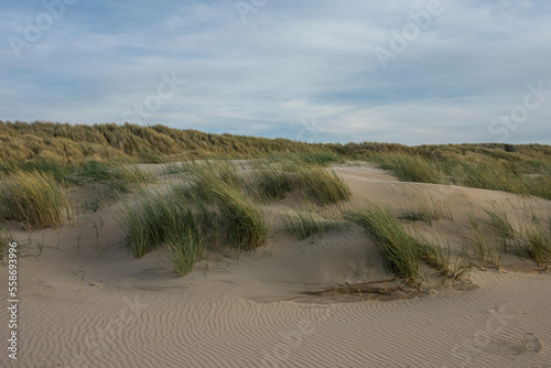 new dune formation with beach grass on the sandy Nortsea beach of the island Goeree Overflakkee at sunset 