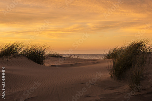 new dune formation with beach grass and sand patterns at the Northsea beach at sunset in autumn