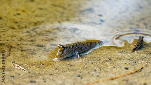 Camouflaged mudskippers basking in the sun near a water in Daintree National Park in Queensland  Australia. Daintree rainforest symbol 