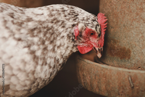 Hen drinking water out of rusty can