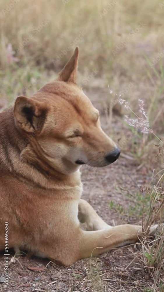 Vertical video of a brown happy dog enjoying the morning warmth of springtime showing the candid moment of rural slow living Vertical video of a brown happy dog enjoying the morning warmth of springtime showing the candid moment of rural slow living