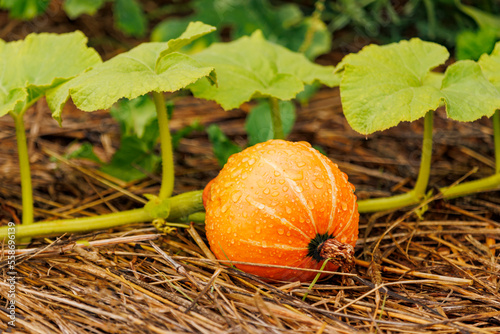 Gros plan d'une citrouille orange dans un potager cultivée sur paillage permaculture après une averse de pluie photo