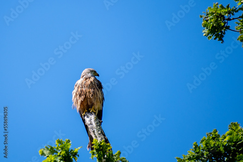 a red kite perched near the top of  a tree