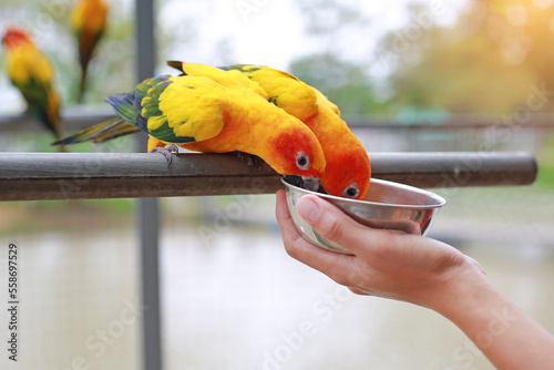 Close-up hand holding Aluminium bowl feeding macaw bird animal in zoo.