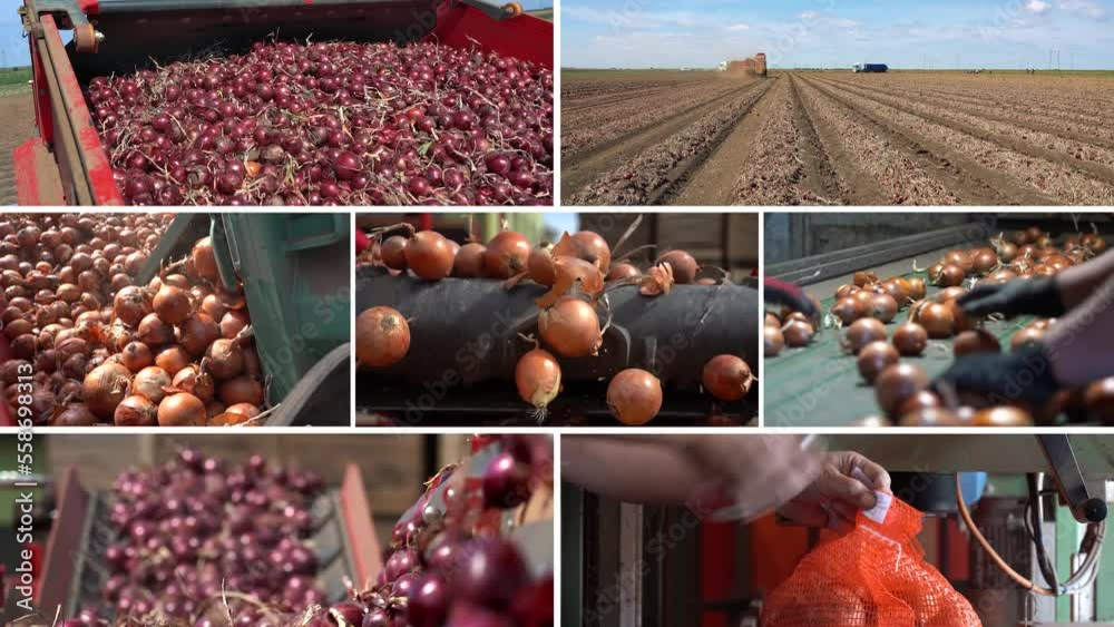 Onion Harvesting and Postharvest Handling of Onion Multi Screen Video