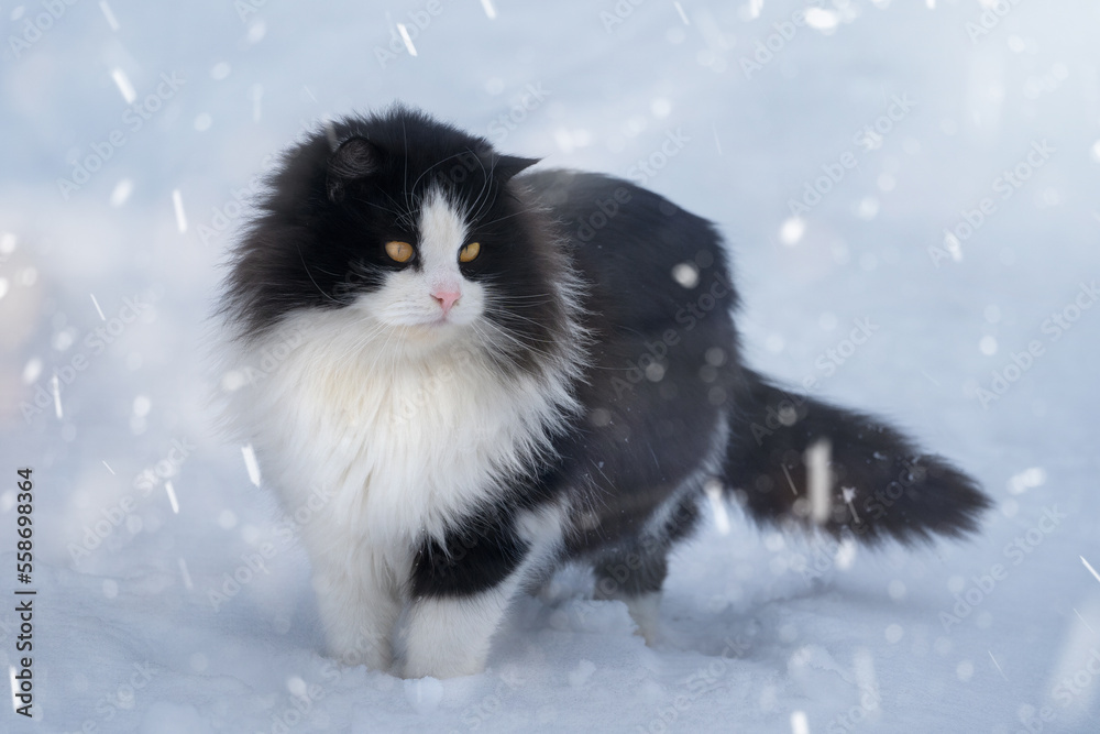 A black and white cat in the snow. Snowy winter. Place for text