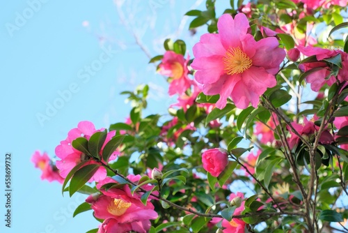 pink sasanqua flower in full blooming	