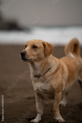 close up. ordinary brown dog in a lonely beach in winter. vertical composition