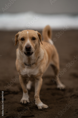 close up. ordinary brown dog in a lonely beach in winter. vertical composition