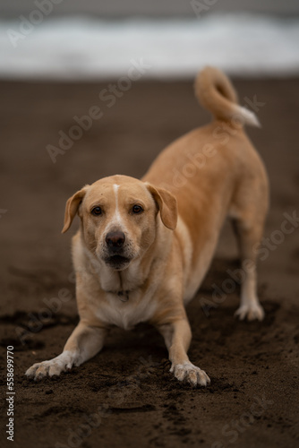 close up. ordinary brown dog in a lonely beach in winter. vertical composition