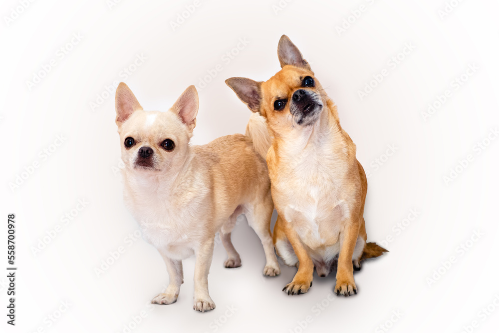two chihuahua dogs on white background
