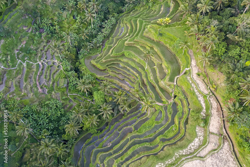 Tegallalang Rice Terraces, Ubud, Bali, Indonesia. Top view drone shot of cascading rice fields. Scenic view of the nature of Indonesia. Beauty of nature. Attractions Bali.